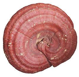 大热《33号远征队》引发玩家讨论《最终幻想》的未来